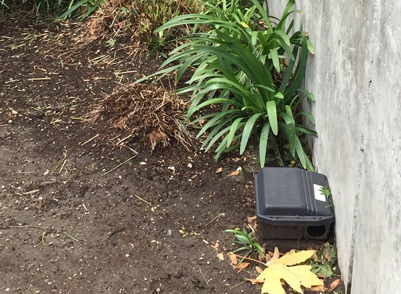 Rodent bait station