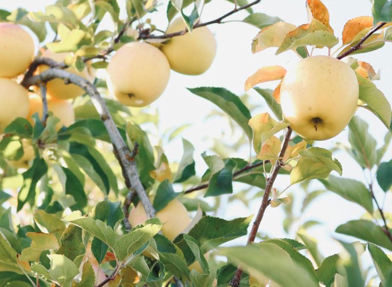 Agricultural crop