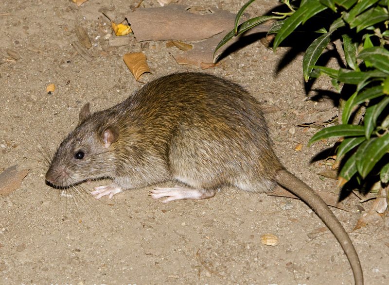 Mouse indoors
